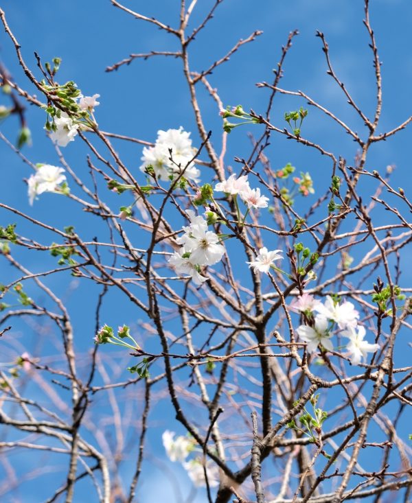 ９月26日　十月桜が咲き出しました