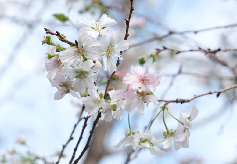 10月の桜を見て