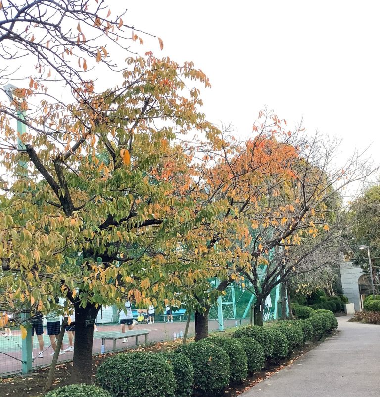 色づき始めた桜の葉